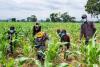 NNPC foundation sensitises 15,000 farmers to smart agriculture