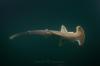 Colombian Coastal Communities Join Scientists To Protect Endangered Hammerheads