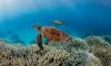 Key climate tipping point is BREACHED for the first time - and scientists warn it will cause 'catastrophic harm' unless urgent action is taken