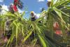Juncao tech transforms many lives in Rwanda
