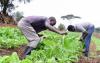 Cameroon’s Propiej Launches Call for 100 Projects to Boost Local Agro-Production