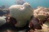 Coral reefs are 1st environmental system to pass climate 'tipping point'