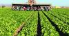 Migrant crackdown could result in fewer farm workers, higher food prices