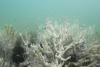 Climate Crisis Reaches Tipping Point With Coral Reefs Near Collapse, Scientists Say