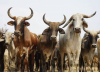 Namwala Farmers Launch Beef Exports to DRC in Push Toward $1 Billion Industry