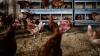 Denmark culls 150,000 chickens after detecting first bird flu outbreak