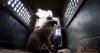 Abandoned dogs in Ethiopia's capital get little care. One woman wants to change that