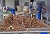 Fiji dominates kava exports to Australia