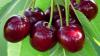 Argentina Makes Breakthrough in Ultra-Early Cherry Breeding
