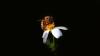 It's Official: Wild Honeybees 'Endangered' in Europe For First Time, Scientists Warn