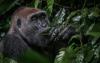 The ‘other’ Congo is Africa’s biggest wildlife secret
