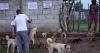 Ethiopia: One woman's mission to protect Addis Ababa's abandoned dogs