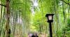 Kyoto travel alternative: The “little Kyoto” of Shuzenji【Photos】