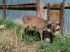 U of M researchers studying how CWD lingers and travels in environment