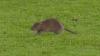 Wales vs Belgium clash STOPPED after rat invades stadium before bemused Tottenham star chases it off the pitch