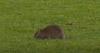 Wales v Belgium match halted as giant rat invades pitch