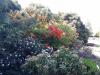 Latvia's botanical garden still has no director