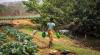 The ‘food heroes’ cultivating global change