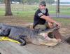 Arkansas’ gator harvest sets record
