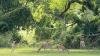 Alternative firearms deer hunting season in Arkansas opens soon | What to know