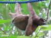 Coverage of ‘sloth bridges’ in Costa Rica inspires conservation action in Brazil