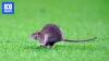 World Cup qualifier stopped by runaway rat, Cape Verde makes history