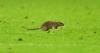 Wales v Belgium match stopped as HUGE rat invades pitch in hilarious scenes