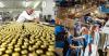 Industrial Exports from El Salvador Rise 6.2% in 2025, Reaching $4.39 Billion.