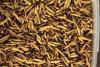 <![CDATA[ Insects could help turn farm food waste into sustainable livestock feed at industrial scale]]>
