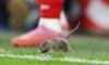 Wales vs Belgium qualifier forced to stop after rat pitch invasion