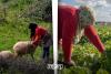 ElleMoutmir: Empowering Moroccan Women for Inclusive, Sustainable Agriculture