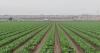 Immigration crackdown will impact agriculture and food prices, Labor Department says