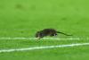 Wales and Belgium World Cup qualifier delayed by pitch-invading rat