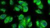 Scientists Map 715 Proteins Inside the Cell’s “Antenna”