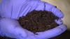 Central Florida startup transforms plastic bags into farm fertilizer using worms