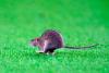 Cardiff defend pest control policy after rat halts Wales’ World Cup qualifier against Belgium
