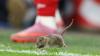 Courtois tries to catch rat in Belgium's WCQ win