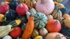 The Botanical Garden of the Bulgarian Academy of Sciences invites visitors to ''Autumn Encounters With Plants''