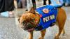 Boston travelers can now de-stress with dogs at Logan Airport
