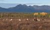 Trump Approves Appeal to Build Controversial Alaska Mining Road