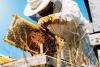 Science The Cool Down Researchers discover surprising solution to major issue in beekeeping: 'You take an active role'
