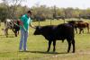From farms to tables: How Bryan-College Station beef producers, consumers have been affected by nationwide shortage of beef