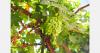 Aconcagua Valley producers urge calm after U.S. ruling on Chilean grapes