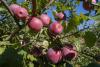 Too many apples? Overproduction worries cast cloud over Washington state harvest