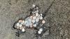 The viral 'Chicago Rat Hole' wasn't actually made by a rat, scientists claim