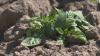 Inside Ag: New tool replaces farming guesswork with science