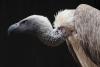 From Poaching To Poison - Inside The Race To Protect Africa’s Vultures