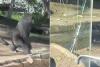 California Zoo Gorilla Cracks Enclosure's Glass in Front of Horrified Visitors, Who Say It 'Felt Like an Earthquake' By Escher Walcott 19