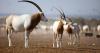 AI's role in tackling threats to nature on show in Abu Dhabi