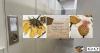 University of Arkansas Herbarium marks 150 years of documenting flora